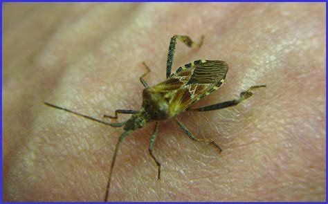 Western conifer seed bug - Plant & Pest Diagnostics