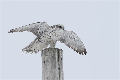 Gyrfalcon Invasion 2015 by Alex Lamoreaux | Nemesis Bird