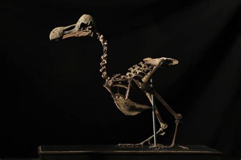 Dodo skeleton auctioned for $416,300 | The Spokesman-Review