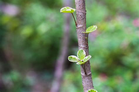 Tree Suckers: What They Are, How to Prevent Them, and What to Do About Them