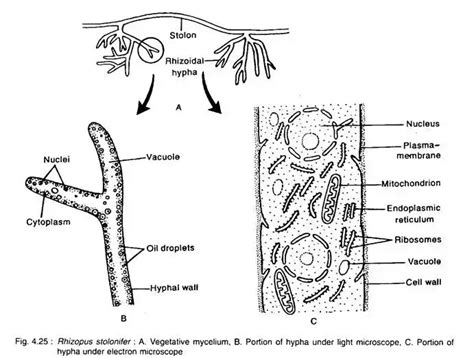 Rhizopus stolonifer - Life Cycle, Habitat, Nutrition, Disease, Importance. - Biology Notes Online