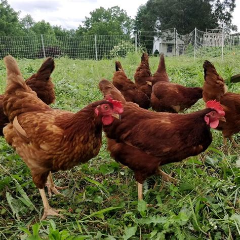 100% Grass-Fed Chickens? - Firefly Meadows Farm: