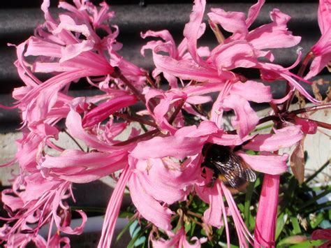 cabbage tree farm: Nerine flowers