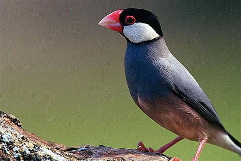 Java Finch Bird Species Profile