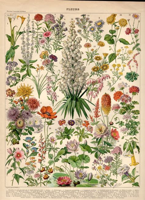 The product Garden Flowers, 1897 Antique Print, Flower Lithograph ...