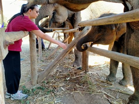 Baby Elephants-Mother's Gestation Period - Elephant Freedom Project ...