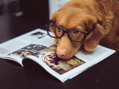 Kids Can Read To Dogs At The MoCo Library This Month | DCist