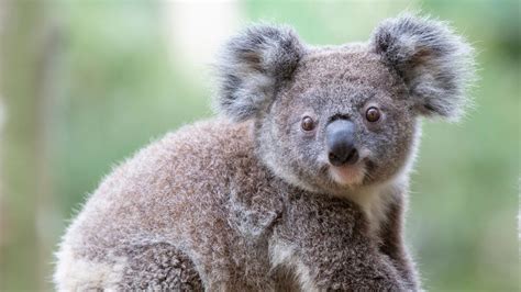 10 interesting facts about koalas - cute marsupials