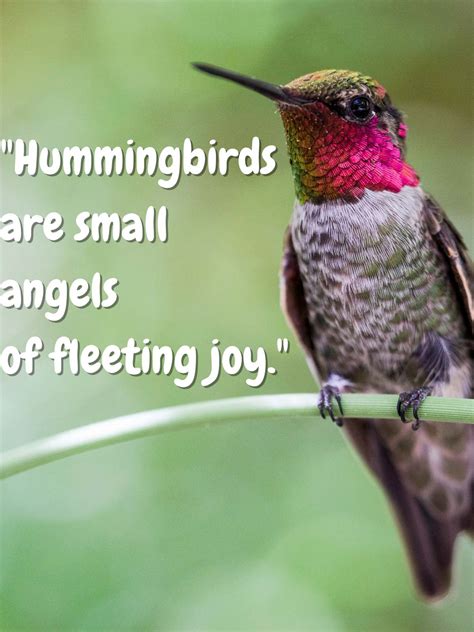 Long Hummingbird Quotes That'll Make Your Heart Flutter - Darling Quote