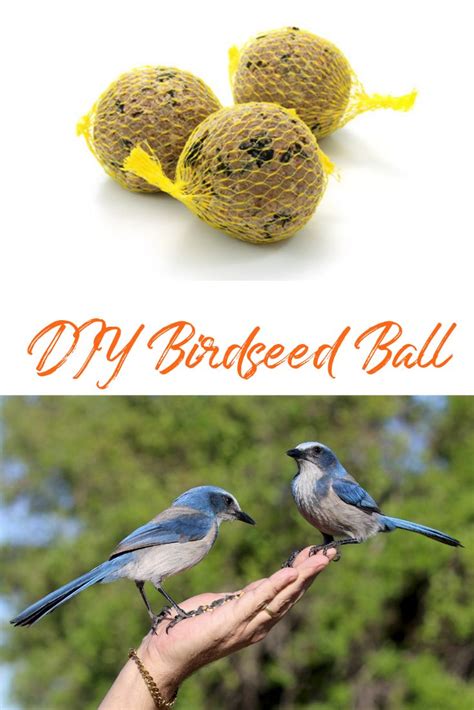 Pin by Capper's Farmer on Farm and Home | Bird seed, Balls recipe, Pets