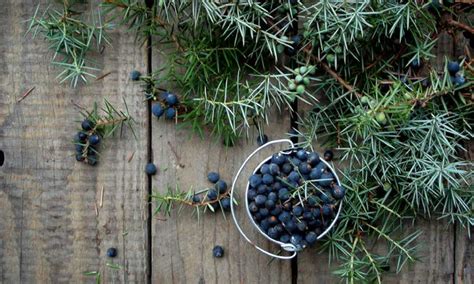 The health benefits of juniper berries | MamasLatinas.com