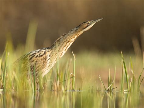 Bittern - Bird Aware Solent