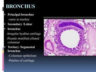 Histology of trachea and lung | PPT