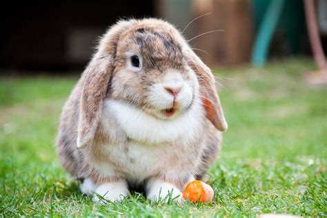 Mini Lop Rabbit: Breed Info and Care Tips – Rabbit Care Blog