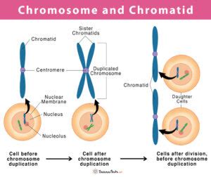 Chromosome vs Chromatid