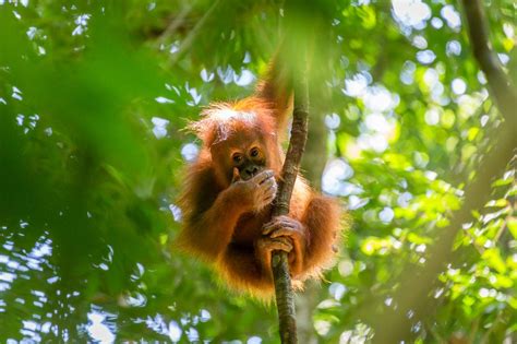 Where Is Sumatra: How to Get There and Things to Do