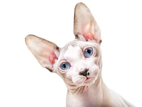 What Colors Can Sphynx Cats Be? | Litter-Robot