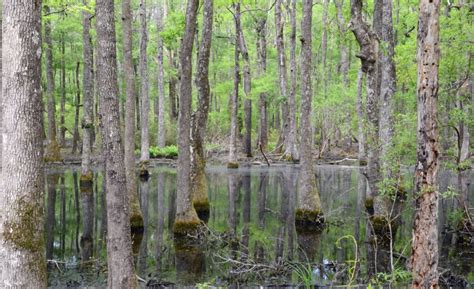 Croatan National Forest - Life In the Big Green Jolly