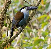 Black-billed mountain toucan - Wikipedia