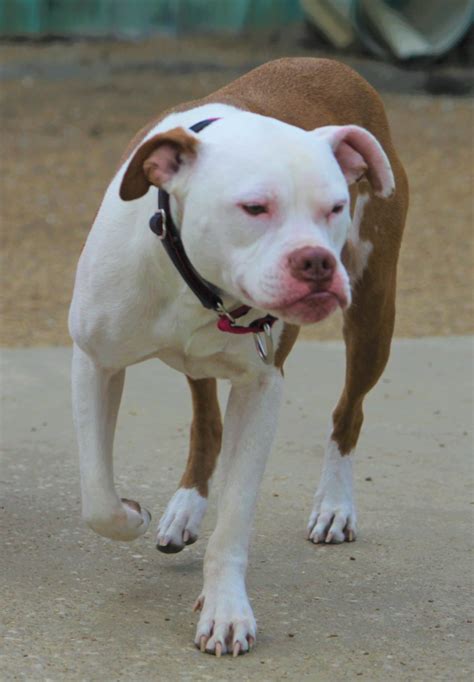 Pit bull/American bulldog mix - Cherokee | Mid-America Bully Breed Rescue