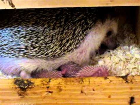 hedgehog mother and baby - YouTube