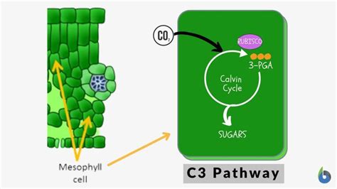 C3 Plants