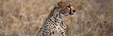 Cheetah Anatomy - Feline Facts and Information