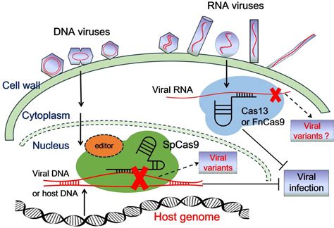 Plant Virus Diagram