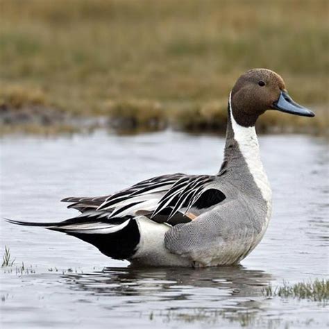 Pintail – Taxidermy Quote