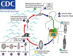 14 Clonorchis sinensis ideas | microbiology, laboratory science, medical laboratory science