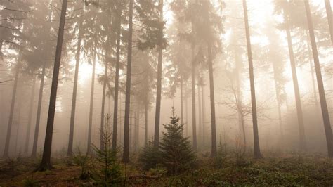 Foggy Forest Wallpapers - Wallpaper Cave