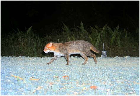 Flat Headed Cat l Fascinating Wildcat - Our Breathing Planet