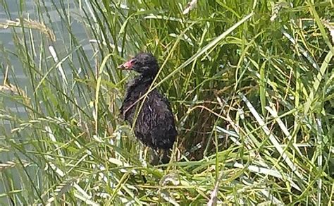 Moorhen Facts: Identification, Diet, Migration Info etc. - Binocular Base