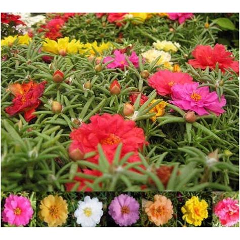 Purslane Seeds - Price €2.50