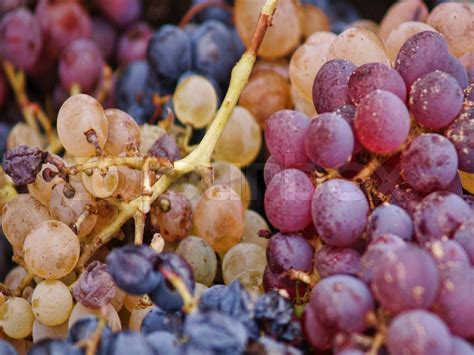 Harvesting grapes | Stock image | Colourbox