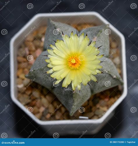 Cactus Called "Astrophytum Myriostigma " Stock Photo - Image of natural ...