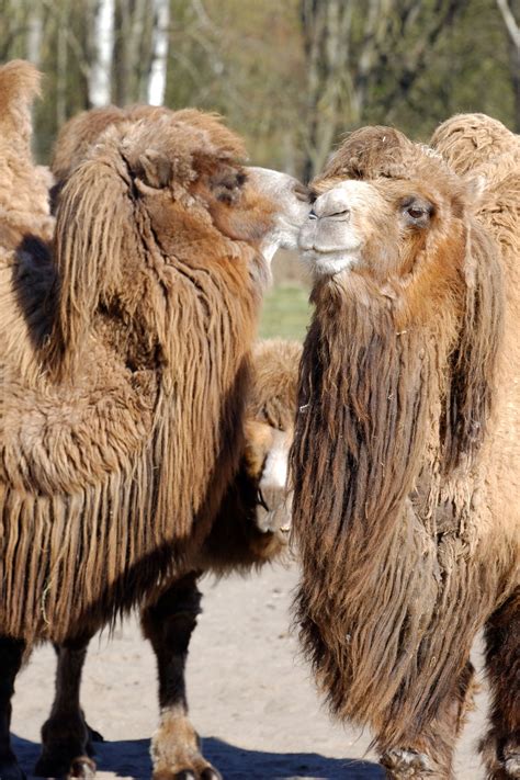 These Animals Found in the Gobi Desert are Really Intriguing - Animal Sake