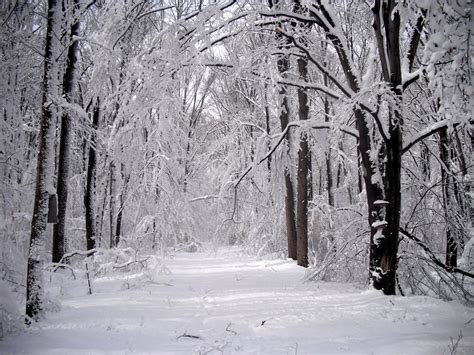 bensozia: The Forest in Winter