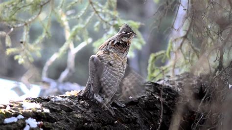 Ruffed Grouse Drumming - YouTube