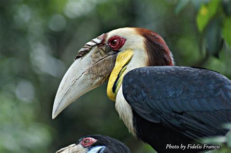 Kantor Berita Kalimantan: Photo Burung Enggang Khas Kalimantan