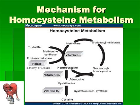 Homocysteine And Cardiovascular Disease