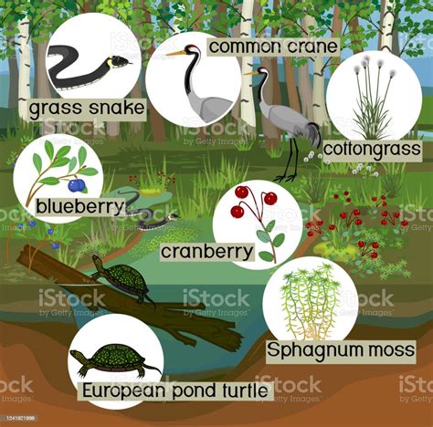 Ecosystem Of Swamp Different Swamp Inhabitants With Title Animals And ...