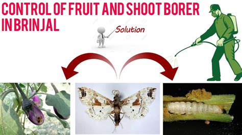 Insecticide For Eggplant Fruit And Shoot Borer – Pest Phobia