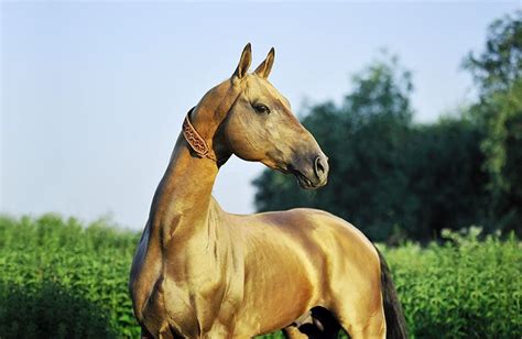 17 Best images about ferghana horse on Pinterest | Arabian horses ...