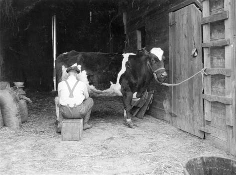 Farmer Milking Cow | Photograph | Wisconsin Historical Society | Milk cow, Cow, Cow pasture