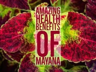 6 Amazing Health Benefits Of Niyog-niyogan | pangbenta.com