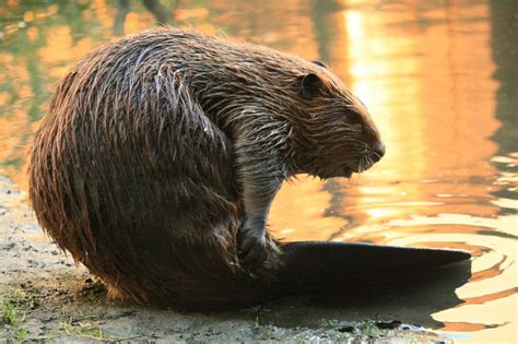 Beaver Wallpapers - Top Free Beaver Backgrounds - WallpaperAccess