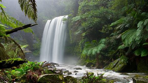 Forest Jungle Waterfall HD wallpaper | nature and landscape | Wallpaper Better