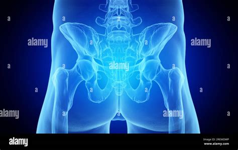 Posterior skeletal anatomy of the hip, illustration Stock Photo - Alamy