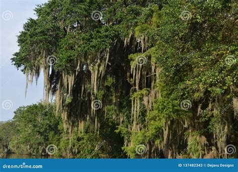 Trees Coated in Spanish Moss in Southern Louisiana Stock Image - Image ...